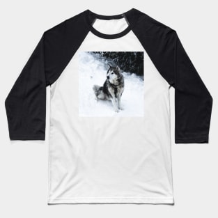 Malamute Dog Waiting on a Snow Field Baseball T-Shirt